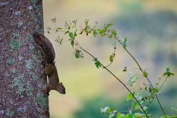 Esquilo andando em árvore com fundo verde e com vegetação ao redor. Árvore e esquilo na cor marrom.