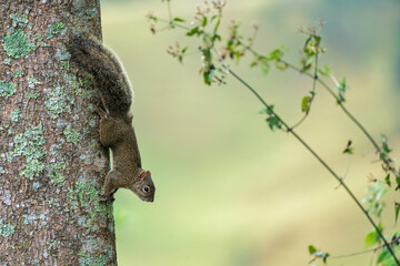 Esquilo andando em árvore com fundo verde e com vegetação ao redor. Árvore e esquilo na cor marrom.