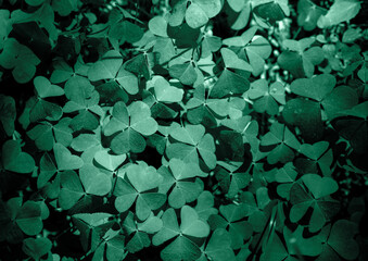 Shamrock Clover Natural dark Background. Natural green background. Plant and herb texture. Green...