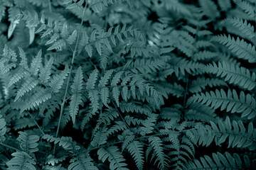 Perfect natural young fern leaves pattern background. Dark and moody feel. Top view. Ferns in the...