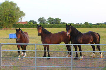Three Greenwing section D Welsh cob horses in a field consisting of one stallion and two mares
