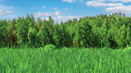 Fototapeta na wymiar Summer landscape. fir forest on green grassy meadow. good sunny weather with fluffy clouds on sky at noon.