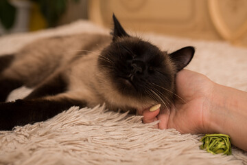 Woman petting a cute Siamese cat at home, close-up. Lovely pet lies on the bed with his eyes closed. the concept of care and love for a pet.