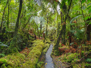 path in the rainforest Fox Glacier New Zealand