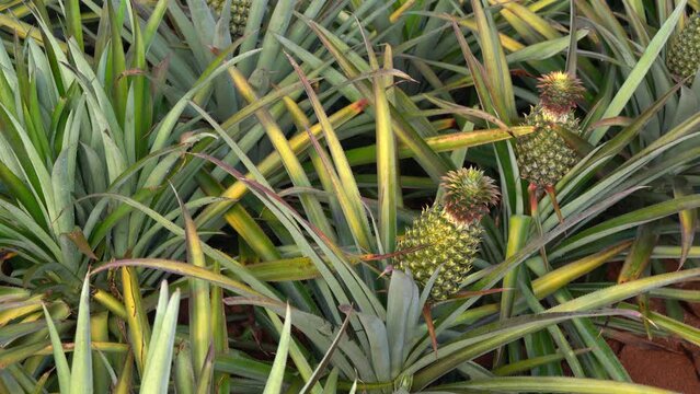 Ripe Pineapple Exotic Fruit Ready to Be Harvested and Shipped