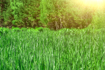 Obraz na płótnie Canvas Summer landscape. Fresh green spring grass with sun leaks effect, copy space. Soft Focus. Abstract nature background. Banner.