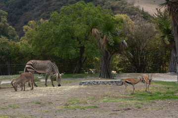 Herd of herbivores of different species, Zebra Hartmann: scientific name Equus zebra, impala antelope with scientific name: Aepyceros melampos, Barbary Sheep: scientific name Ammotragus lervia, 