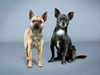Two chihuahuas one black and one brown
sitting in a photography studio