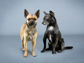 Two chihuahuas one black and one brown
sitting in a photography studio