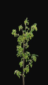 Time lapse of growing red currant branch with ALPHA transparency channel isolated on black background, vertical orientation