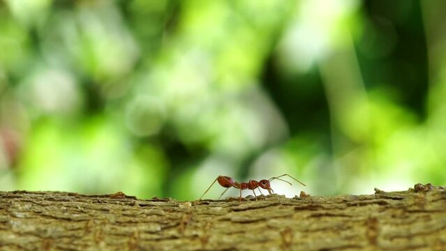 Ant action standing. red ant walking on tree, Concept team work together.