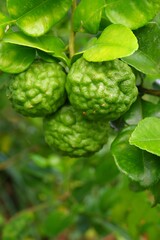 Bergamot fruit, citrus herb, leaves used in cooking to add aroma on blur background.
