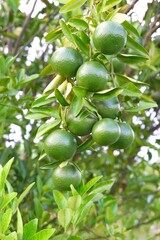 Green raw orange fruit growing on plant on blurry green leaf background.