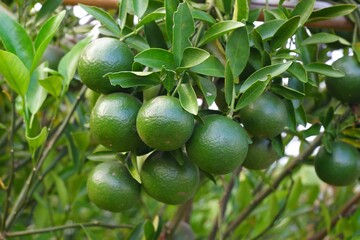 Green raw orange fruit growing on plant on blurry green leaf background.