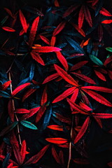 glowing red and blue leaves