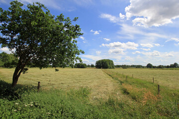 Heuernte: Heu trocknen auf Feld (Lüneburger Heide)