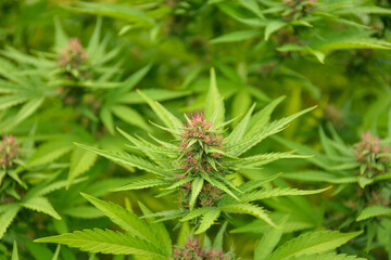 Hemp at the beginning of flowering. Out door grow hemp.