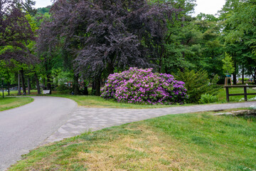Hier an der Weg Gabelung im Kurpark von Bad Harzburg blüht jetzt im Frühling  der Rhododendron
