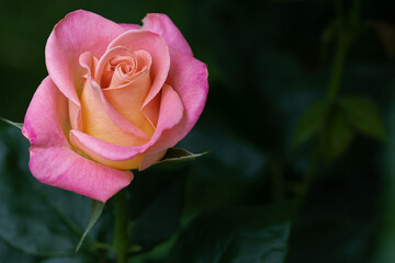 Sensitive pink rose in the garden close-up on a dark green background.