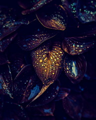 close up of lily drops at night. Beautiful Flower Wallpaper For Phone	