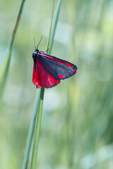 Motyl proporzyca marzymłódka na źdźble trawy