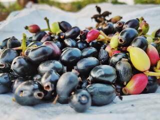 Syzygium cumini, black plum, black Jamun fruit 