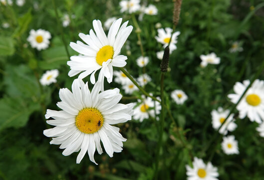 A group of daisies (latin name: leucanthemum vulgare)  blooming is a meadow. On one sits a fly
