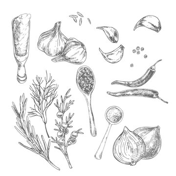 Hand drawn vector condiment flavour image template