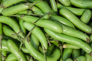 fresh organic brinjal from farm close up from different angle