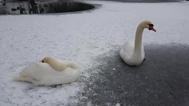 Swans sit on the ice of a frozen lake.