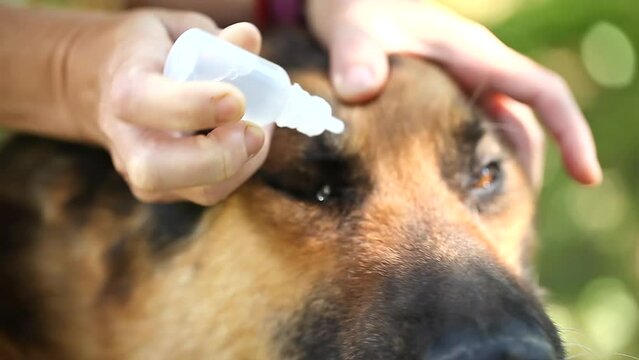 Veterinarian drops eye drops in dog s eyes