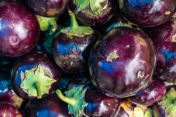 fresh organic brinjal from farm close up from different angle