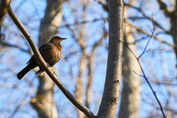 A black forest bird on a tree branch in the forest.