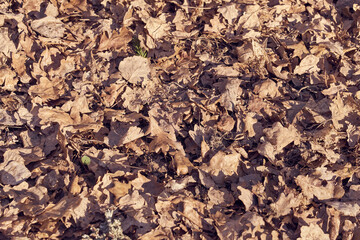 Last year's dry leaves in the forest on the ground as a backdrop.