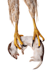 Talons of the Raptor Bird carrying a prey. - 512140573