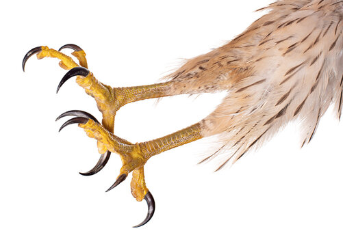 Talons deals