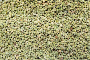 Seasoning oregano seeds green color close-up full frame