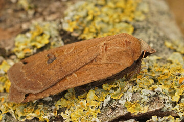 Dorsal closeup on a light color form of the large yellow underwing Noctua pronuba, sitting on wood