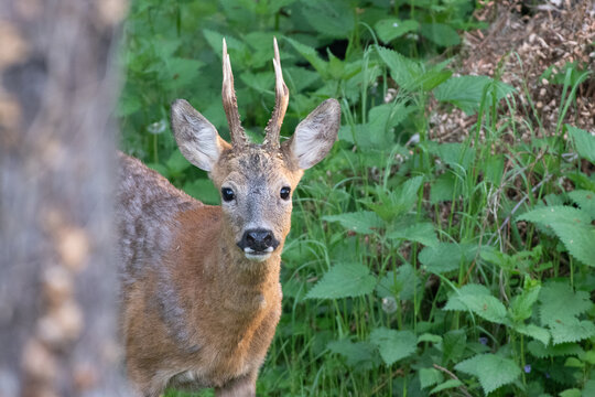 Animaux chevreuil m&acirc;le