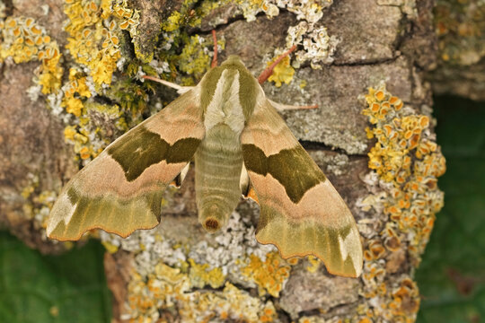 Detailed closeup on the Lime Hawk-moth, Mimas tiliae sitting with open wings