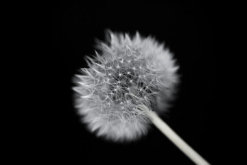 Fluffy dandelion on a black background.