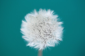Blooming white dandelion on a blue background.