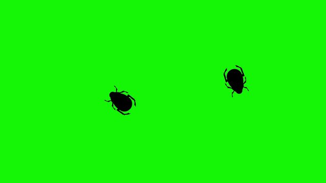 Group of bugs walking animation green screen chroma key