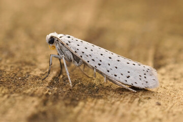 Obraz premium Closeup on the white speckled Yponomeuta evonymella ,Bird-cherry Ermine, sitting on wood in the garden