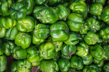 Obraz na płótnie Canvas fresh organic green capsicum from farm close up from different angle