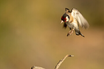 European goldfinch near a natural water point, in summer, with the last light of the day