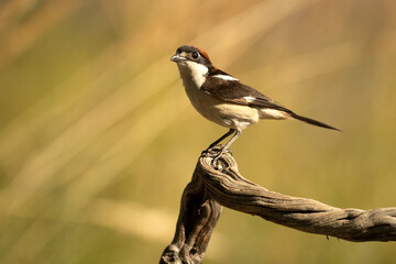 Woodchat shrike male in his breeding territory, with the last light of the afternoon in a Mediterranean forest in spring