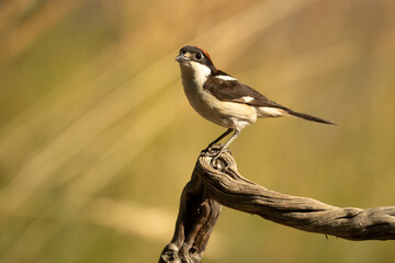 Male Woodchat shrike in rutting plumage at first light on his breeding territory in spring