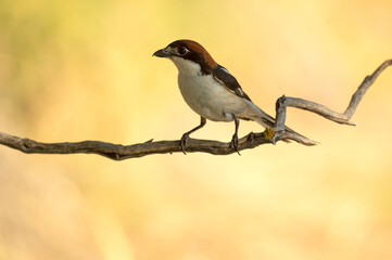 Male Woodchat shrike in rutting plumage at first light on his breeding territory in spring