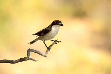 Woodchat shrike male in his breeding territory, with the last light of the afternoon in a Mediterranean forest in spring